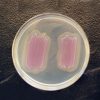 Listeria Identification CHROMagar™ - Image 2