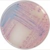 Salmonella CHROMagar™ - Image 2