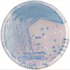 O157 CHROMagar™ - Image 2