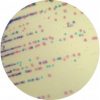 Staphylococcus CHROMagar™ - Image 2