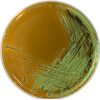 Eosin Methylene Blue (EMB) Agar Levine - 500g - Image 2