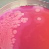 Bacillus cereus MYP Agar - 500g - Image 2