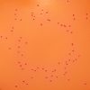 Yersinia Selective Agar (Schiemann&apos;s CIN Agar) - 500g - Image 2
