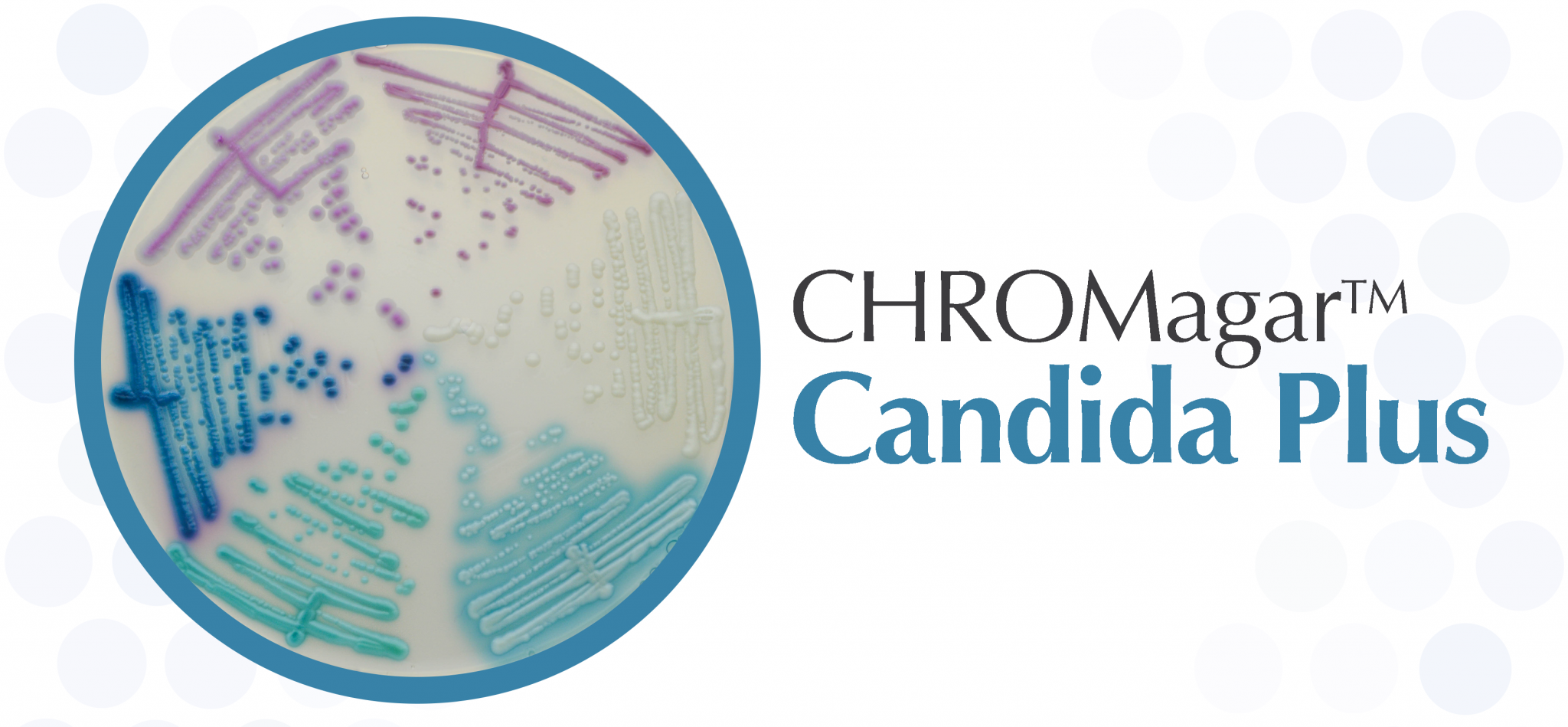 Кандида имя. CHROMAGAR (Candida Medium). Кандид плюс. Хромагар для грибов рода Candida.