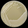 Yeast Extract Agar (YEA) ISO - Image 2