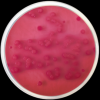 Violet Red Bile Agar with Glucose (VRBGA), USP/EP, ISO 21528 - Image 2