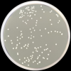Letheen Agar Modified - Image 2
