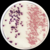 Chromogenic Coliforms Agar (CCA) ISO - Image 2