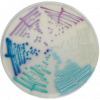Candida Plus CHROMagar™ - Image 2